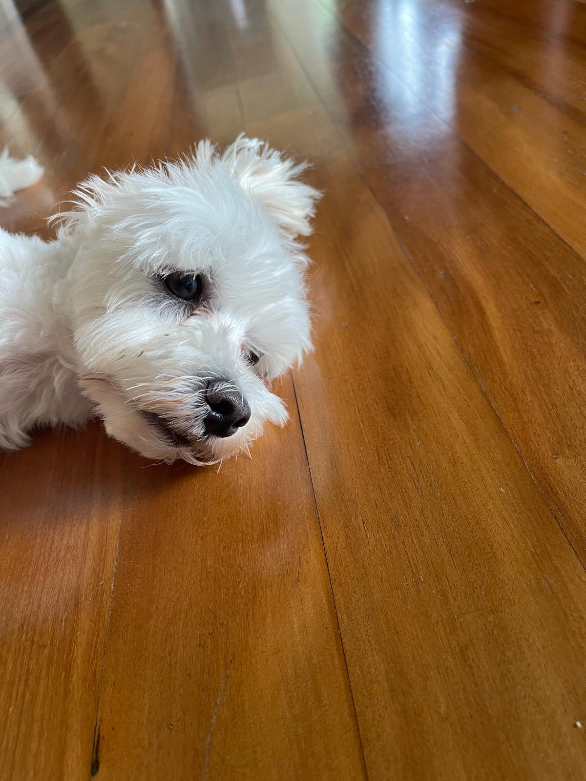 First Zoomies — Linc — adorable moment 5