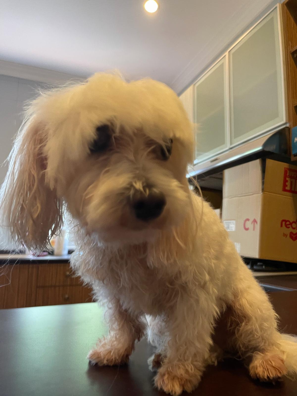 linc.pet Launch — Linc — adorable moment 8